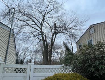 Photos by American Pride Tree Experts & Landscaping Inc #53