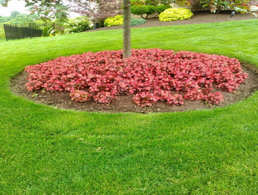 Photos from mb landscapins.com