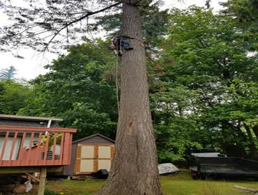 Photos by Trinity Tree Care #1 Dead fir removal