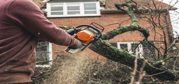 Bayside Tree Removal Service