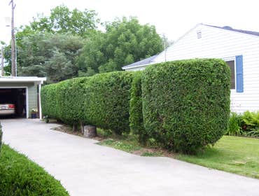 Photos by Artistic Treeworks #1