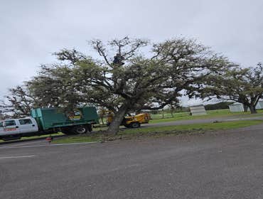 Photos by Tree Service Santos #7