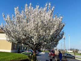 Photos by Amigos Lawn Care & Tree Services #4