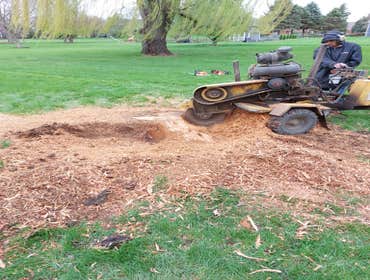 Photos by Alvarez Tree Expert- Tree Service- Tree Removal- (630) 201-8389 #1