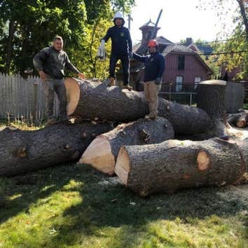 Photos by Palmer Tree Service #1