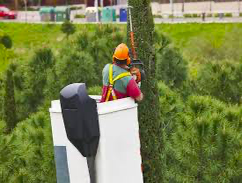 Photos by Nature Tree Service of Gainesville #1