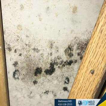 Fdp Mold Remediation | Mold Inspection Baltimore