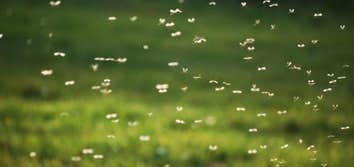 Fineturf Lawn Care
