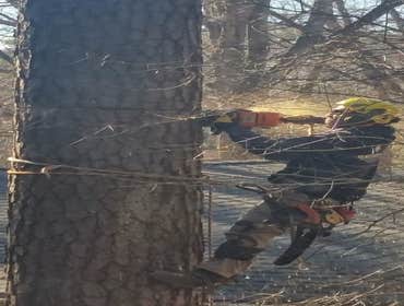 Photo(s) from Cs Tree Services
