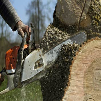 Rancho Cordova Tree Service