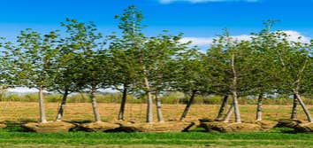 Photos by Ithaca Tree Service #1