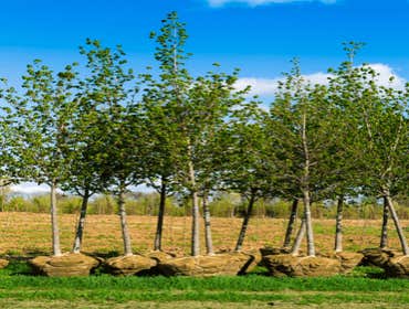 Photos by Ithaca Tree Service #1