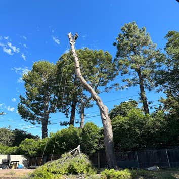 Photos by Majestic Tree Care Inc #1