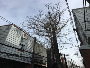Photo(s) from Treeworkz, LLC