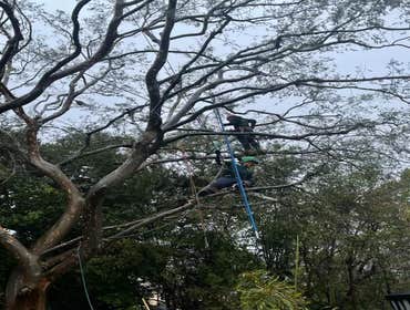 Photos by California Green Tree Care #1