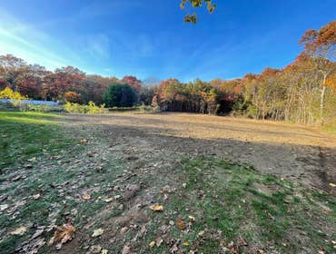 Removal of some trees in the back and leveling of the land