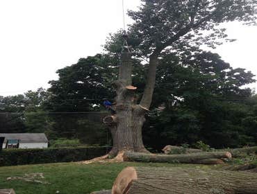 Photos from Kingkiner Tree Service LLC
