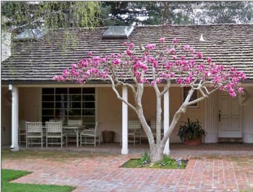 Photos from Ben Ruiz Tree And Landscaping Contractor