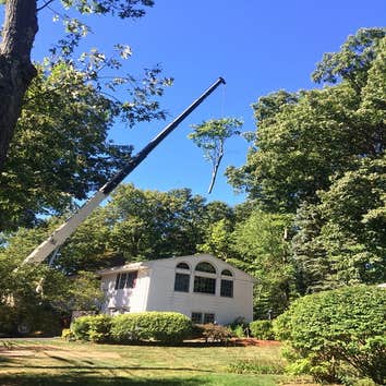 Photos by Princeton Tree Services, Inc #1