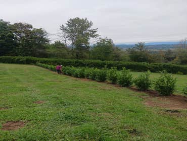 Photos by Evergreens Nursery Trees LLC #2