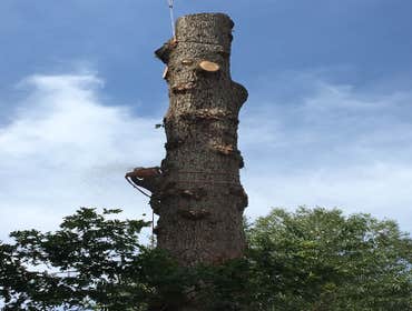 Photo(s) from Bonilla Tree Service Inc