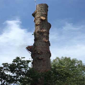 Photo(s) from Bonilla Tree Service Inc