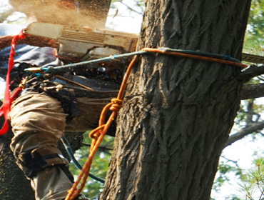 Emergency Tree Removal in Milton, GA | Baxter General Contracting