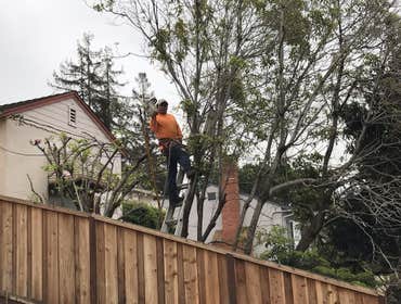 Photos by Moreno Tree Service #1