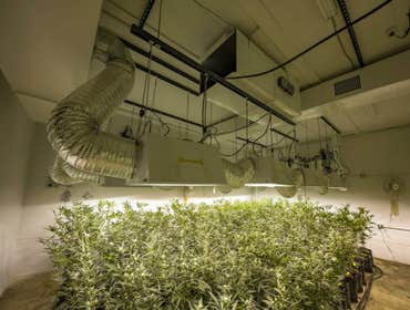 Grow Photos