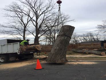 Photo(s) from Bonilla Tree Service Inc