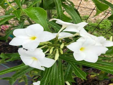Photos by B&c Fruit Trees & Landscape LLC #1