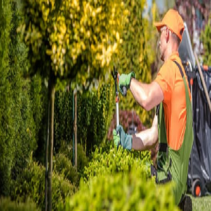Ava Tree Services