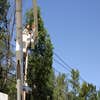 the Magic City Tree Service logo