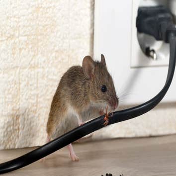 Photos by Forest Land Termite Removal Experts #1
