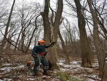 Photos by Fabian Tree Service LLC #1 Trees make the land livable. And yet, sometimes, they need removal, pruning, and stump grinding to clear the area 