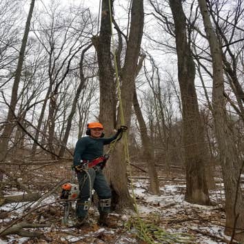 Photos by Fabian Tree Service LLC #1 Trees make the land livable. And yet, sometimes, they need removal, pruning, and stump grinding to clear the area 
