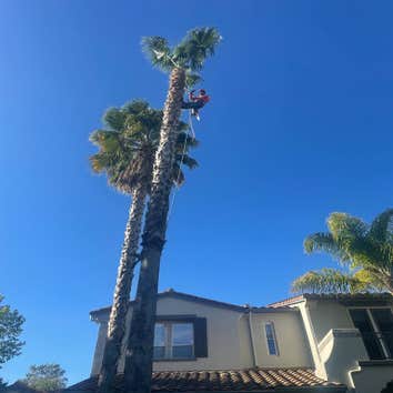 Photos by Junior's Tree Services Inc #1