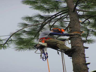 Tree Removals Technical tree removals over houses.