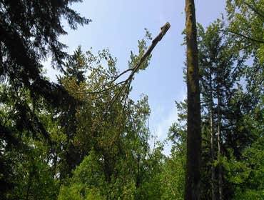 Photos by Get Er Down Tree Service #1