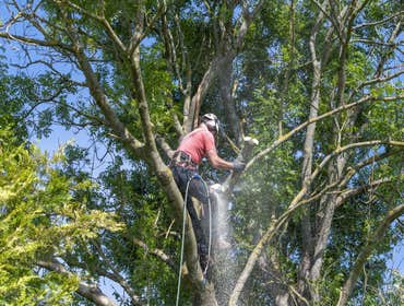 Photos by El Dorado Hills Tree Service #1
